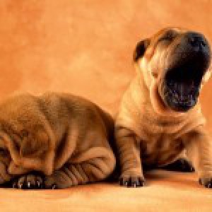dog-yawn-150x150.jpg